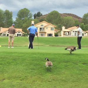 photo of golfers and canadian geese
